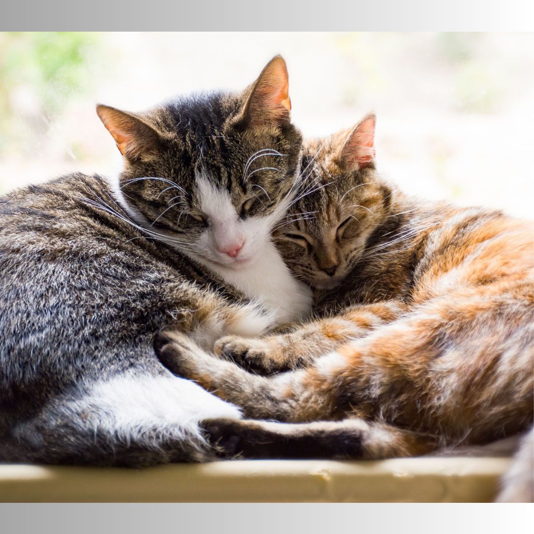 Adleys cats Adleys cats